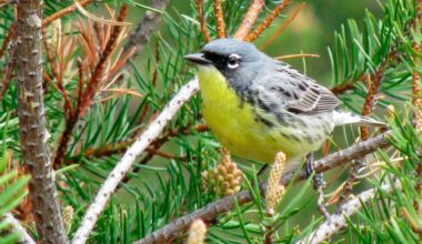 US plans to clear-cut in Michigan forest. Some fear for endangered species