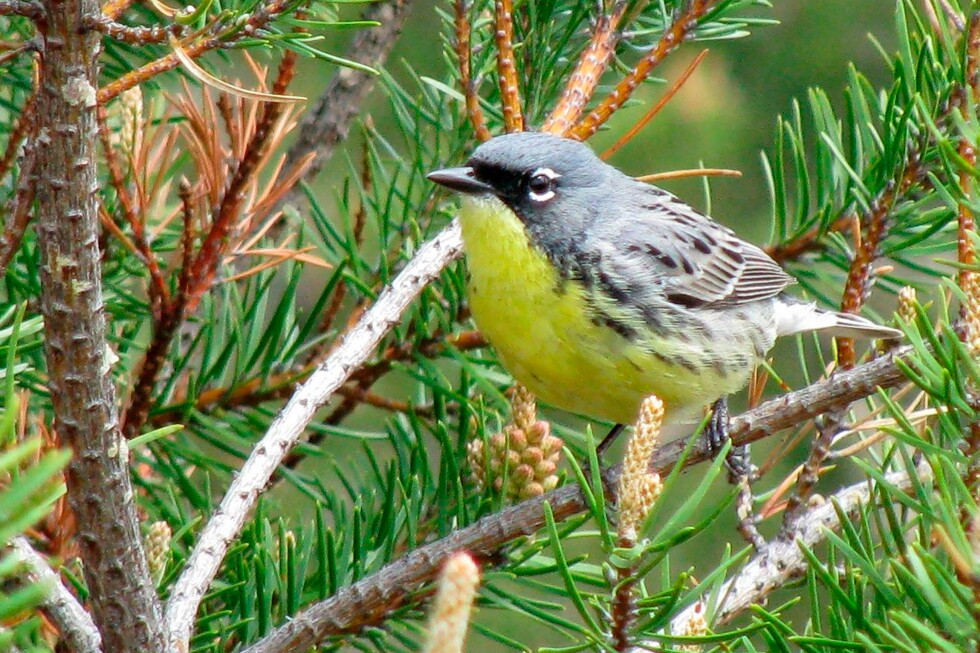 US plans to clear-cut in Michigan forest. Some fear for endangered species