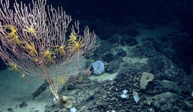 Trump reopens Atlantic Ocean monument to commercial fishing
