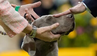 7 dogs competing for Westminster's show big prize