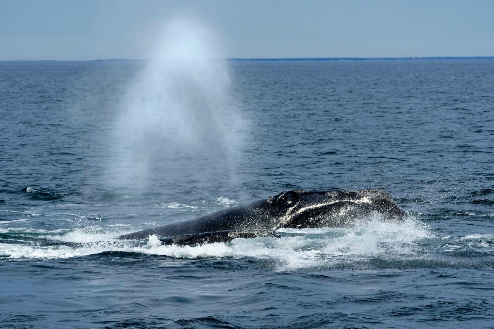 US looks to roll back shipping rules designed to protect vanishing right whale