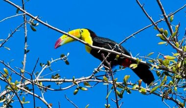 Rescue group looks to save toucan seen flying around Las Vegas desert