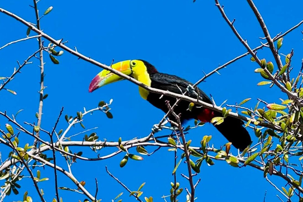 Rescue group looks to save toucan seen flying around Las Vegas desert