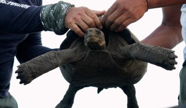 Endangered Floreana tortoises reintroduced to native island habitat