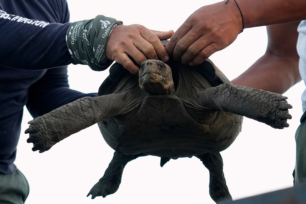 Endangered Floreana tortoises reintroduced to native island habitat