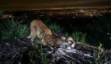 SoCal, Central Coast mountains lions now listed as threatened