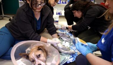 Pets needed help during L.A. fires. A new bill aims to assist