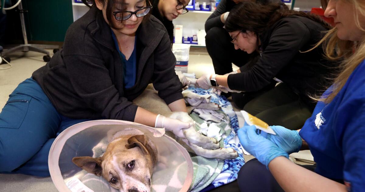 Pets needed help during L.A. fires. A new bill aims to assist