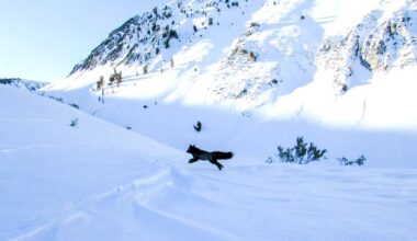 For the first time in the Sierra, scientists snap a GPS collar on one of the nation's rarest mammals