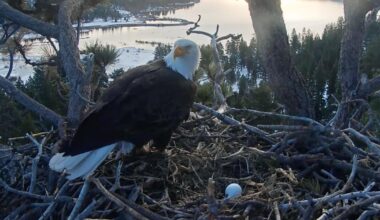 Big Bear eagle couple Jackie and Shadow welcome new egg after first clutch is destroyed