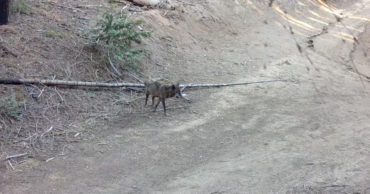 A wolf has come to Los Angeles County for the first time in more than a century