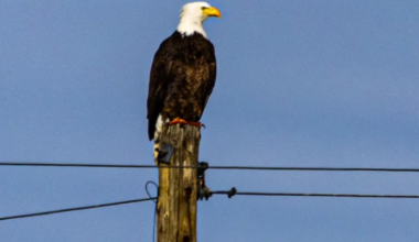 Feeling patriotic? Now's the time to go bald eagle watching in Utah