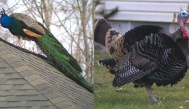 Neighbors rally to protect peacocks and turkeys on Salt Lake City's west side