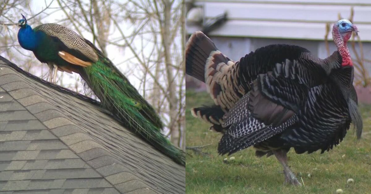 Neighbors rally to protect peacocks and turkeys on Salt Lake City's west side