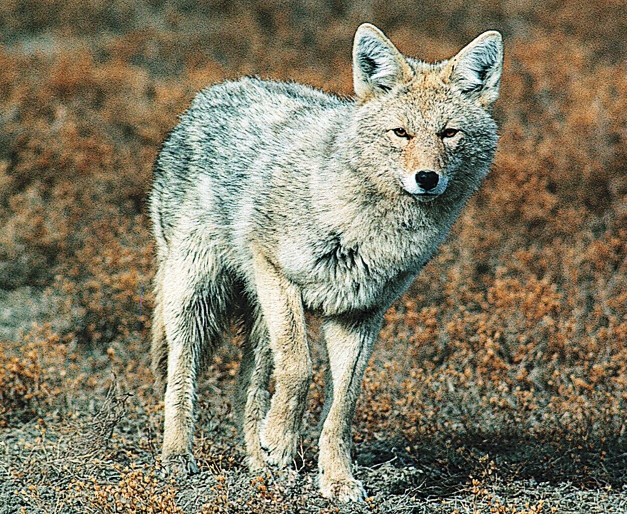 Doug Leier: Insight on a bounty system for coyotes - Grand Forks Herald