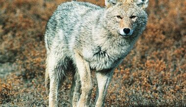 Doug Leier: Insight on a bounty system for coyotes - Grand Forks Herald
