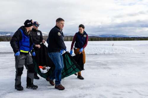 A male wolf died during a capture and collaring operation in northwest Colorado