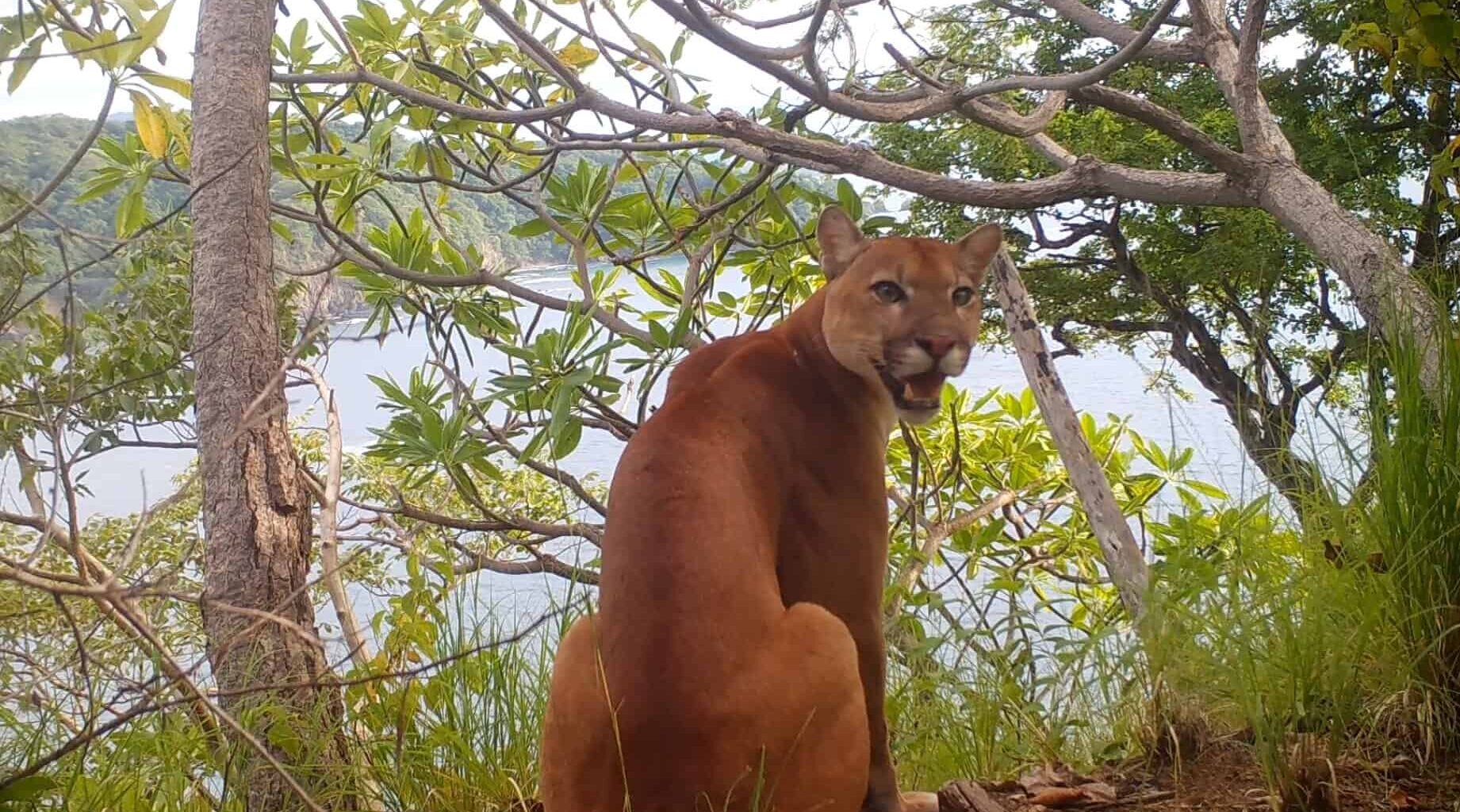 Puma Sits for the Camera on a Pacific Cliff in Rare Costa Rica Footage : The Tico Times | Costa Rica News | Travel
