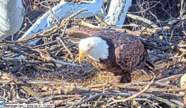 Bald eagles in West Mifflin welcome first egg of the season