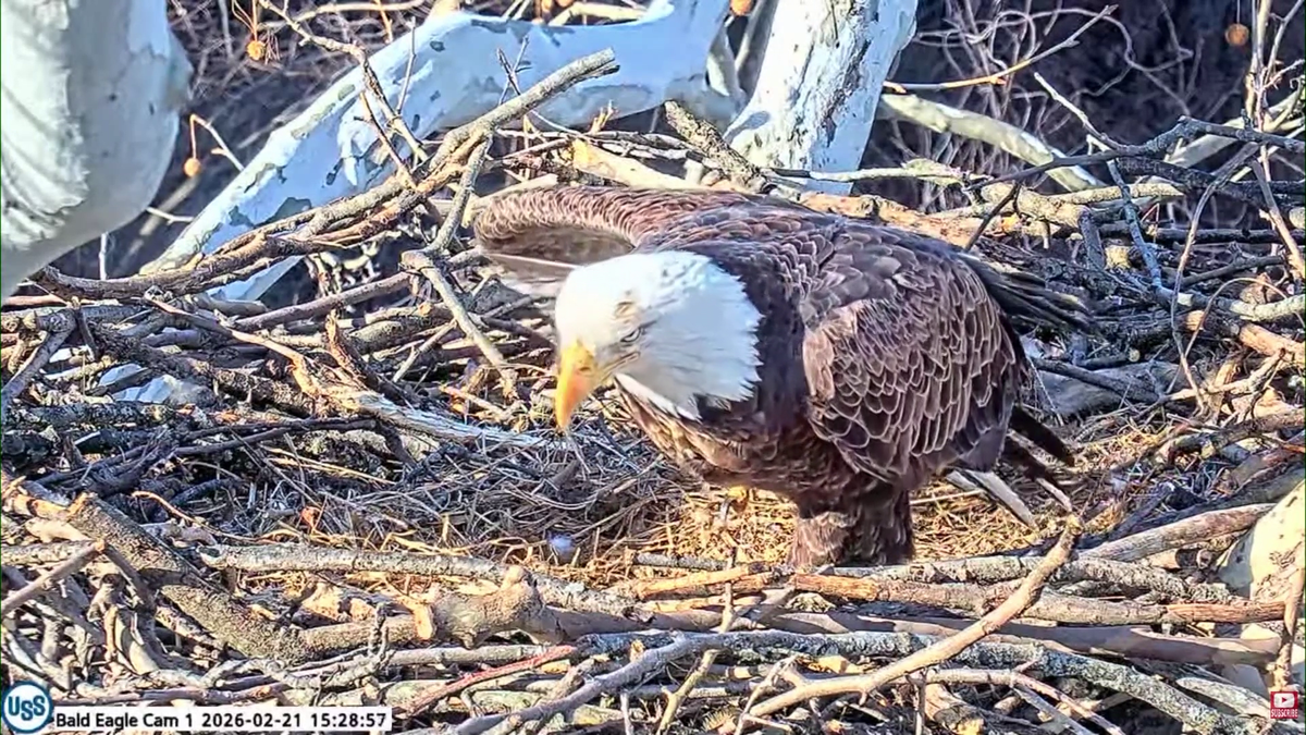 Bald eagles in West Mifflin welcome first egg of the season
