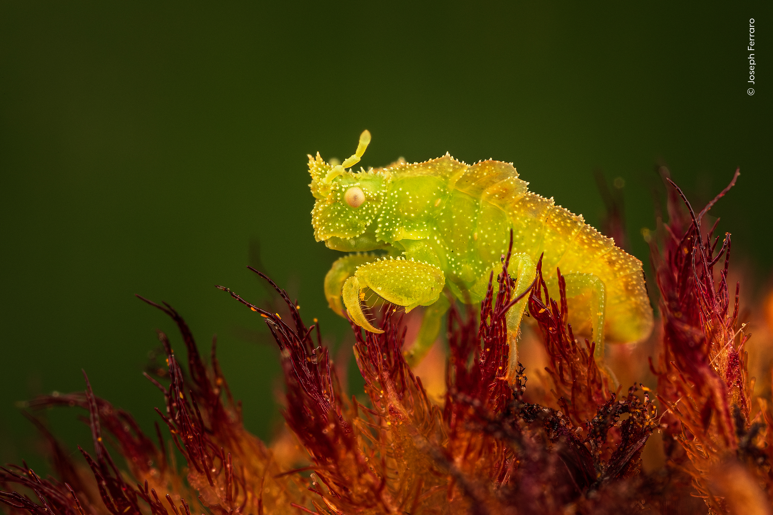 An ambush bug nymph sitting in a flower.