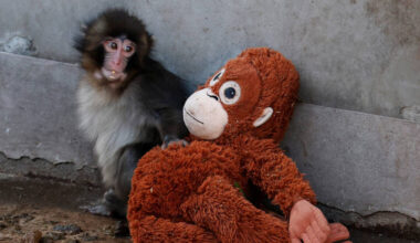 Abandoned baby monkey finds comfort in stuffed orangutan in Japan