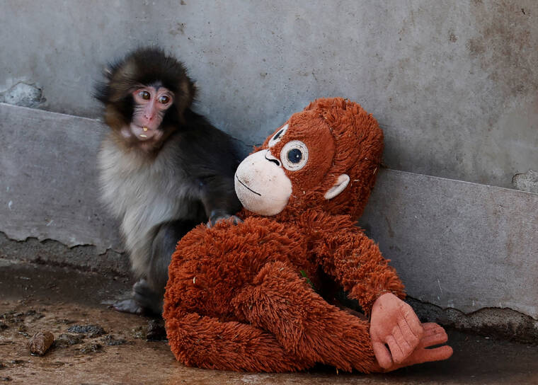 Abandoned baby monkey finds comfort in stuffed orangutan in Japan