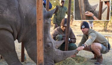 Florida conservationists save vision of endangered African rhino with 'bleeding eyes'