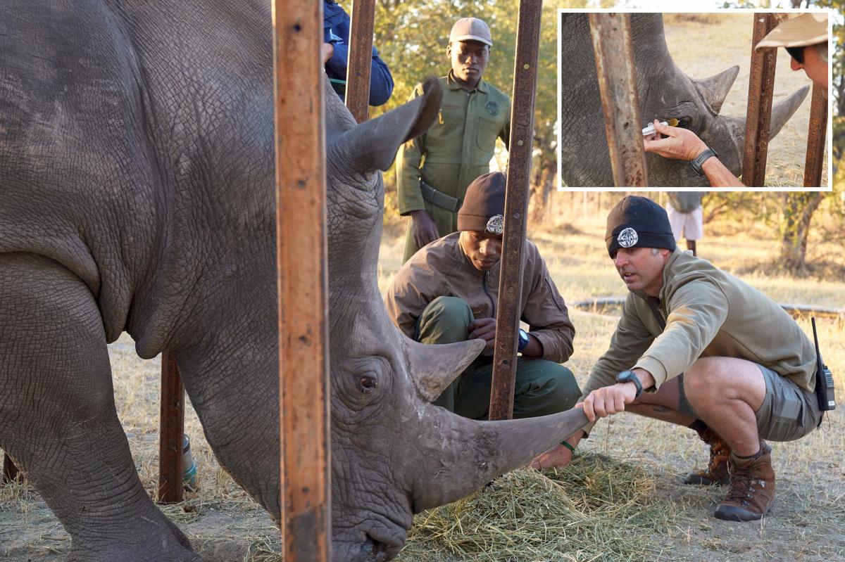 Florida conservationists save vision of endangered African rhino with 'bleeding eyes'