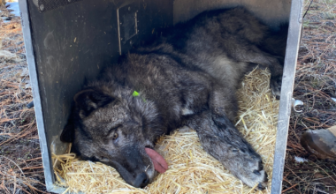 Gray Wolf Dies During State Tracking Operation in Northern California