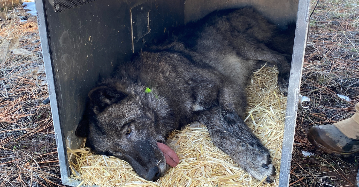 Gray Wolf Dies During State Tracking Operation in Northern California
