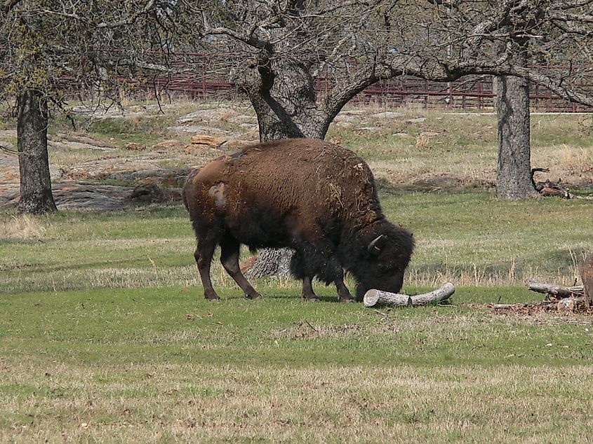 Grazing bison at Woolaroc Museum & Wildlife Preserve in Oklahoma