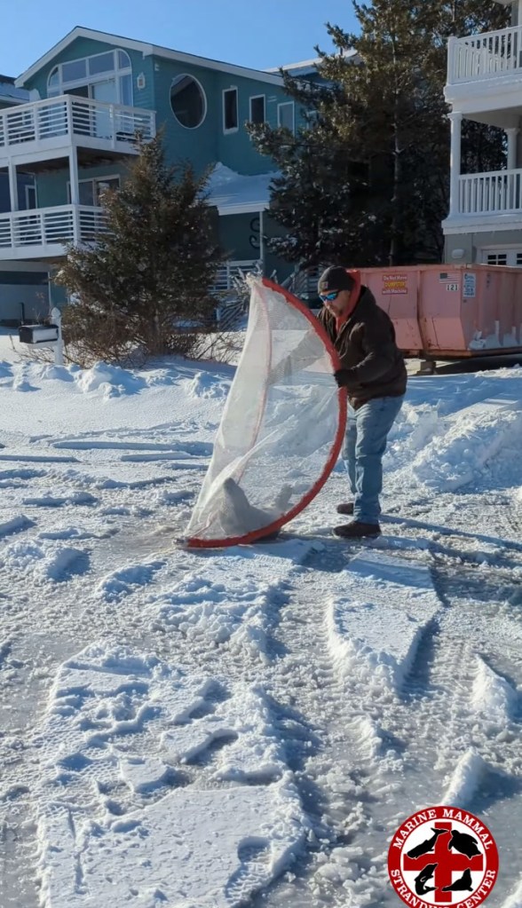 A man holds a baby seal inside a mesh carrier to get her off the highway where she took a nap.