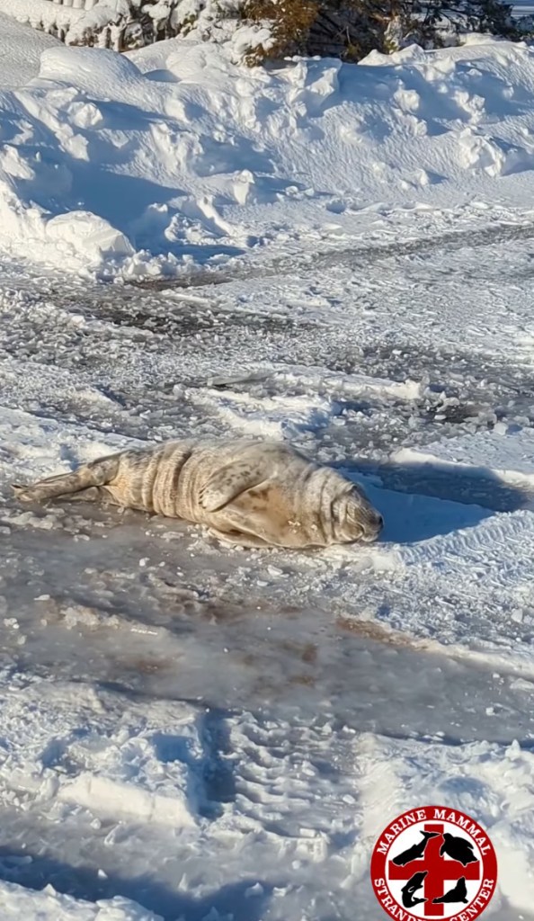 A baby grey seal takes a nap in the middle of the highway.