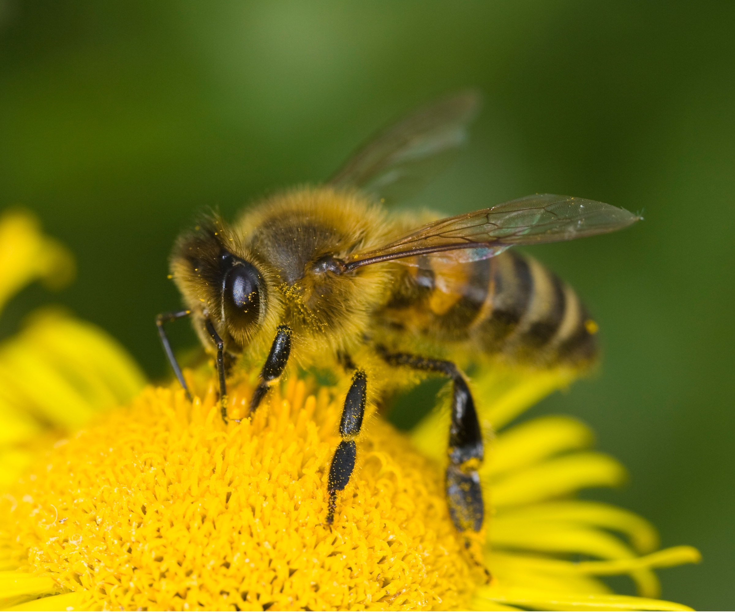 Honeybee on ragwort flower