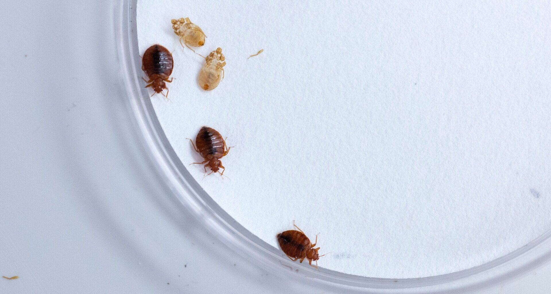 A female bed bug (top left) and two male bed bugs, next to some shed bed bug skin.
