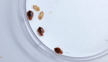 A female bed bug (top left) and two male bed bugs, next to some shed bed bug skin.