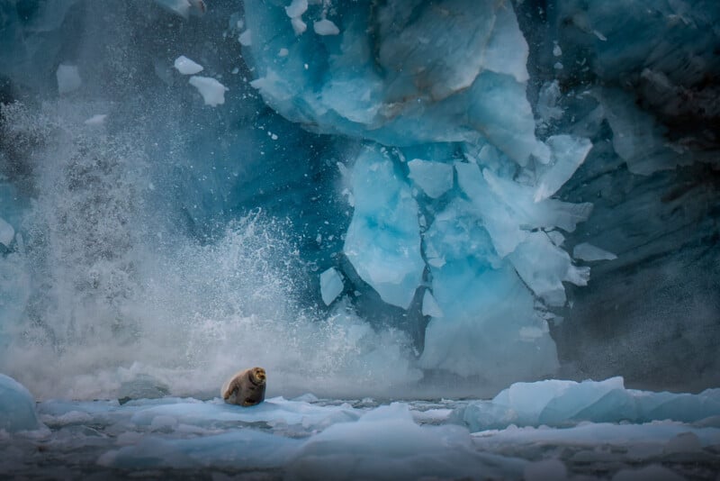 A seal lies on icy ground as massive blue glacier chunks collapse dramatically into the water, sending up splashes and ice fragments, creating a powerful, dynamic scene in a frozen landscape.
