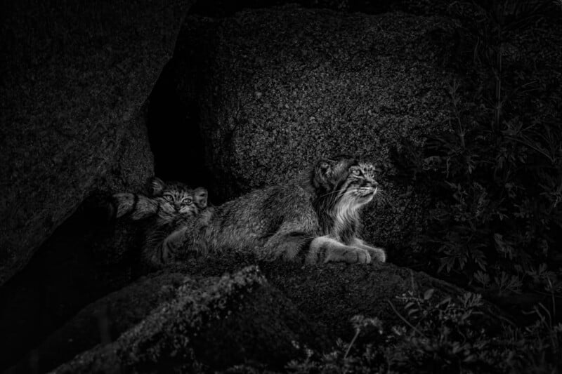 A black and white image of a wildcat lying on rocks near a cave, with two kittens peeking out from the darkness behind it. The lighting highlights the wildcat’s face while the kittens remain partially hidden in shadow.