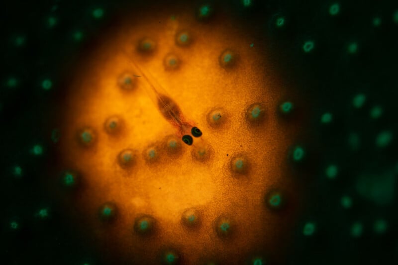 A tiny, translucent shrimp with black eyes rests on a glowing orange surface dotted with small green bumps, surrounded by a dark background.