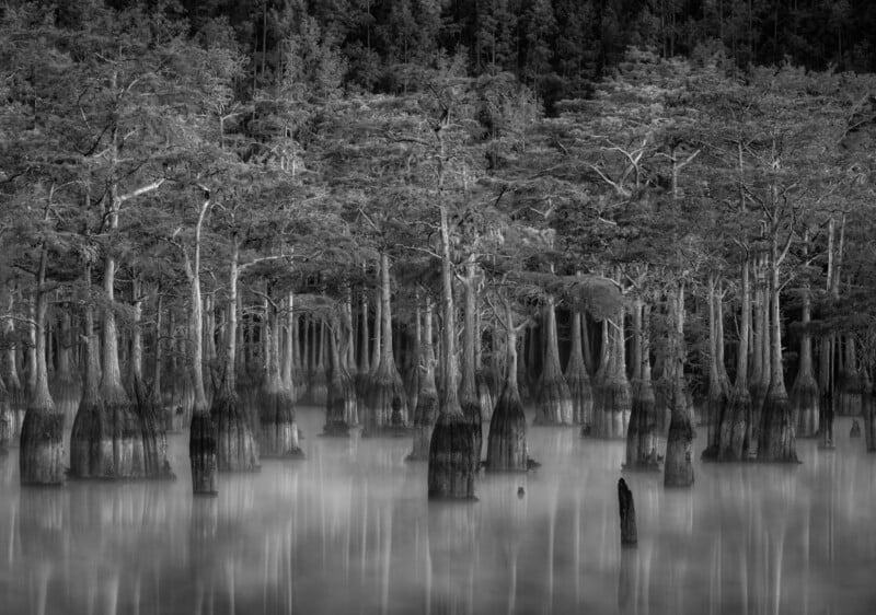 Black and white photo of a swamp with tall cypress trees standing in still, misty water. The dense forest background creates a mysterious, tranquil atmosphere.