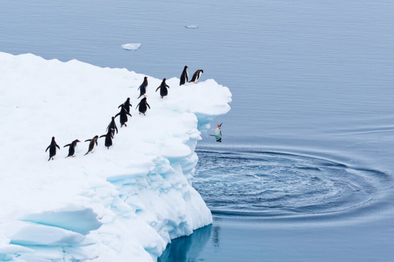 A group of penguins stands on the edge of an iceberg, watching as one penguin dives into the blue water below, creating ripples on the calm sea surface.