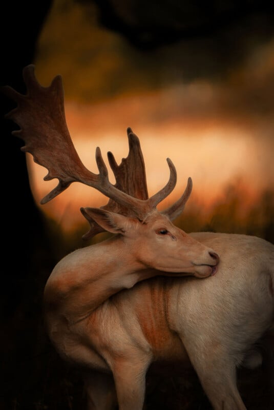 A light-colored deer with large, branching antlers is grooming itself, licking its back against a blurred, warm-toned background. The scene has a soft, natural glow.