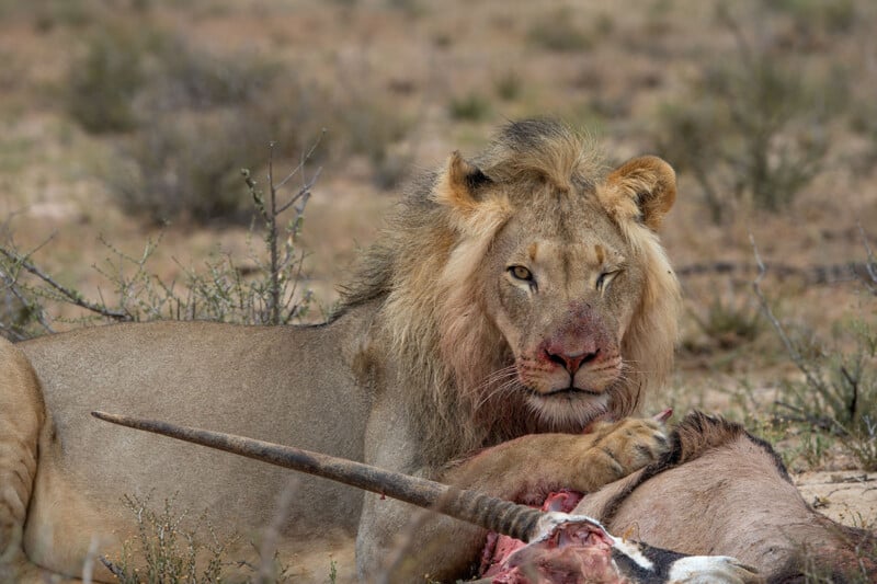 A male lion with a blood-stained face lies in dry grass, feeding on a freshly killed antelope. The antelope's horn and exposed ribs are visible, and the background is sparse, with scattered bushes.
