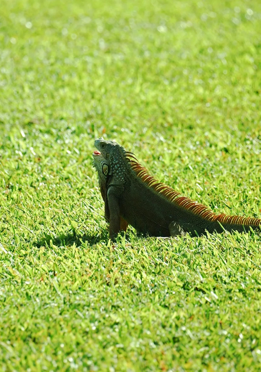 iguana resting on grass