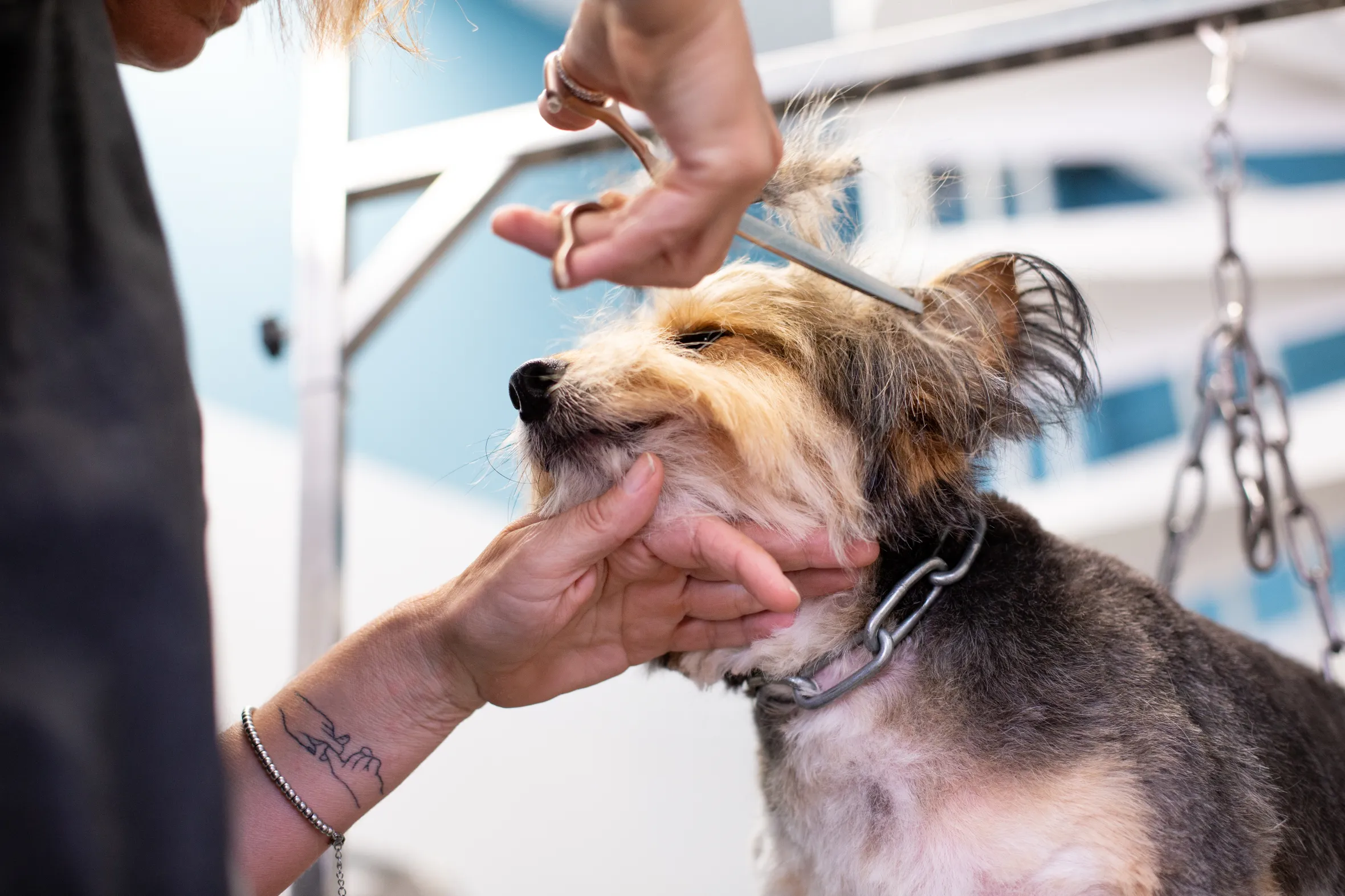 A small brown and black dog getting a haircut from a groomer.