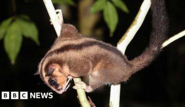 Tiny possum and glider thought extinct for 6,000 years found in remote West Papua - BBC