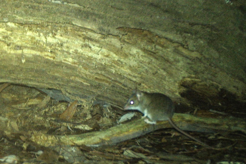 A White-footed dunnart captured on a nocturnal camera.