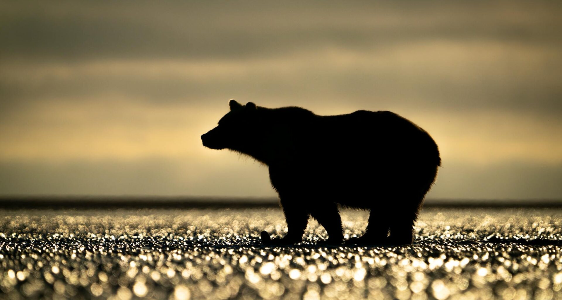 Trump Administration Turns its Back on Wildlife – Again