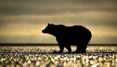 Trump Administration Turns its Back on Wildlife – Again